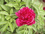 芍药花