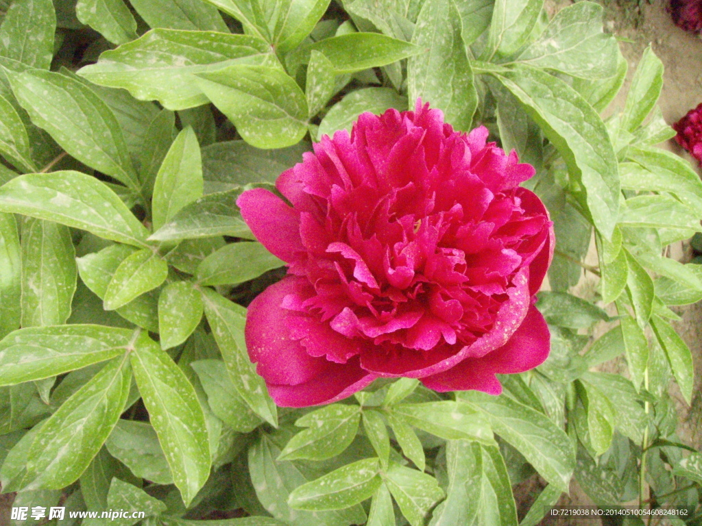 芍药花