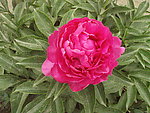 芍药花