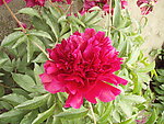 芍药花