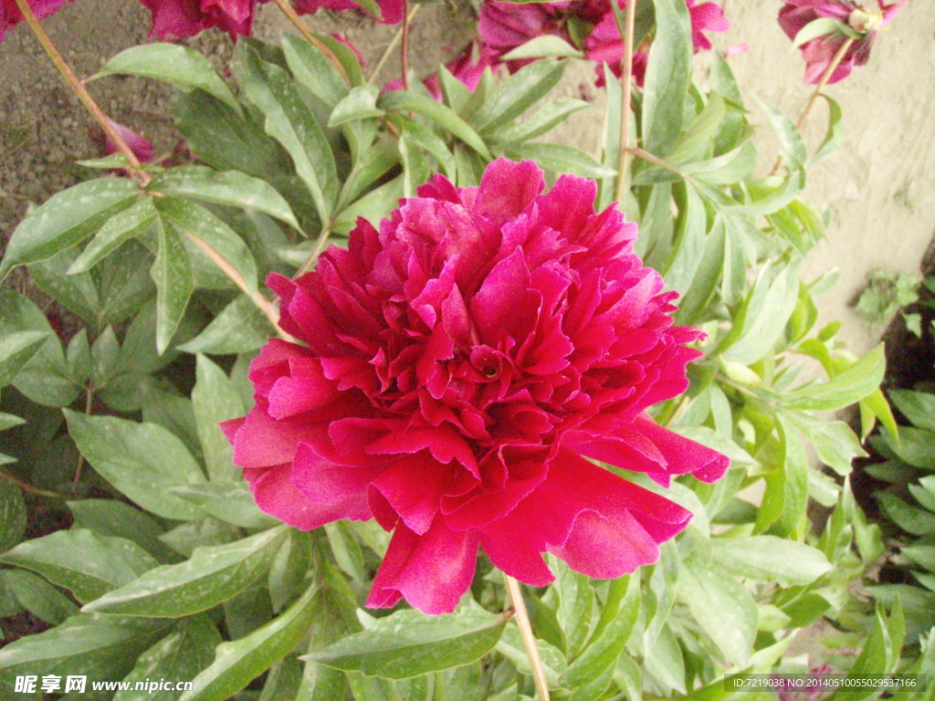 芍药花