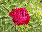 芍药花
