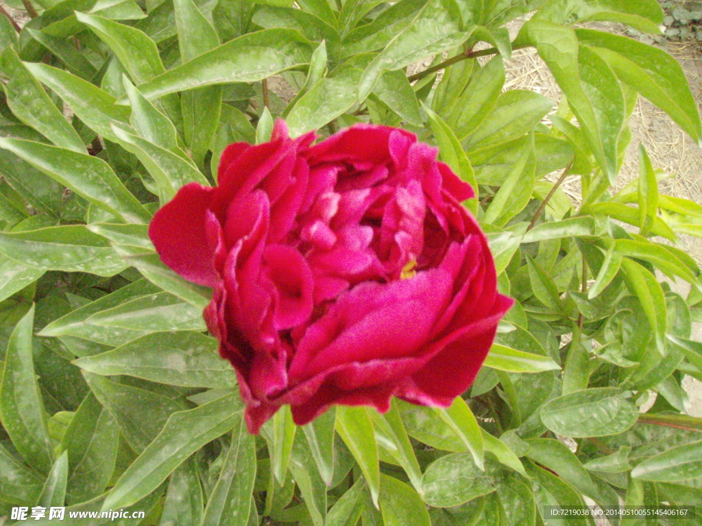 芍药花