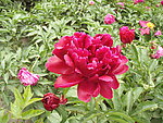 芍药花