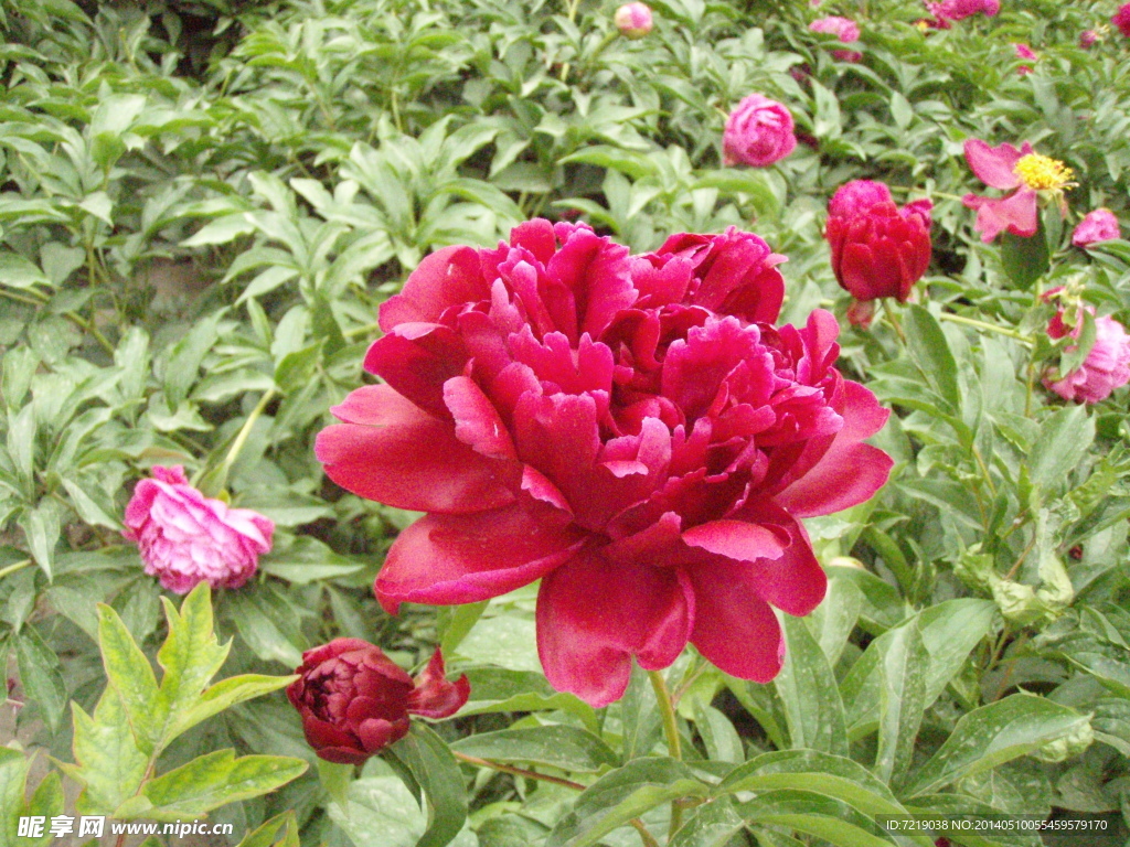 芍药花