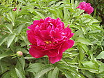 芍药花