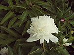 芍药花