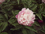 芍药花