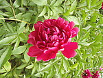 芍药花