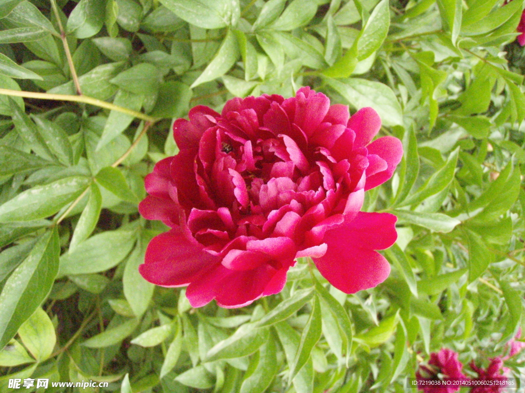芍药花