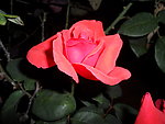 玫瑰花