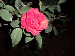 玫瑰花