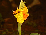 一枝黄花