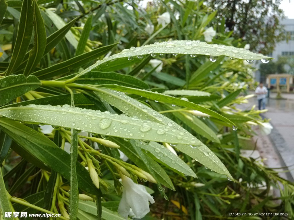 雨后夹竹桃