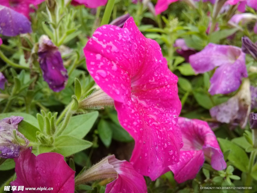 雨后花朵