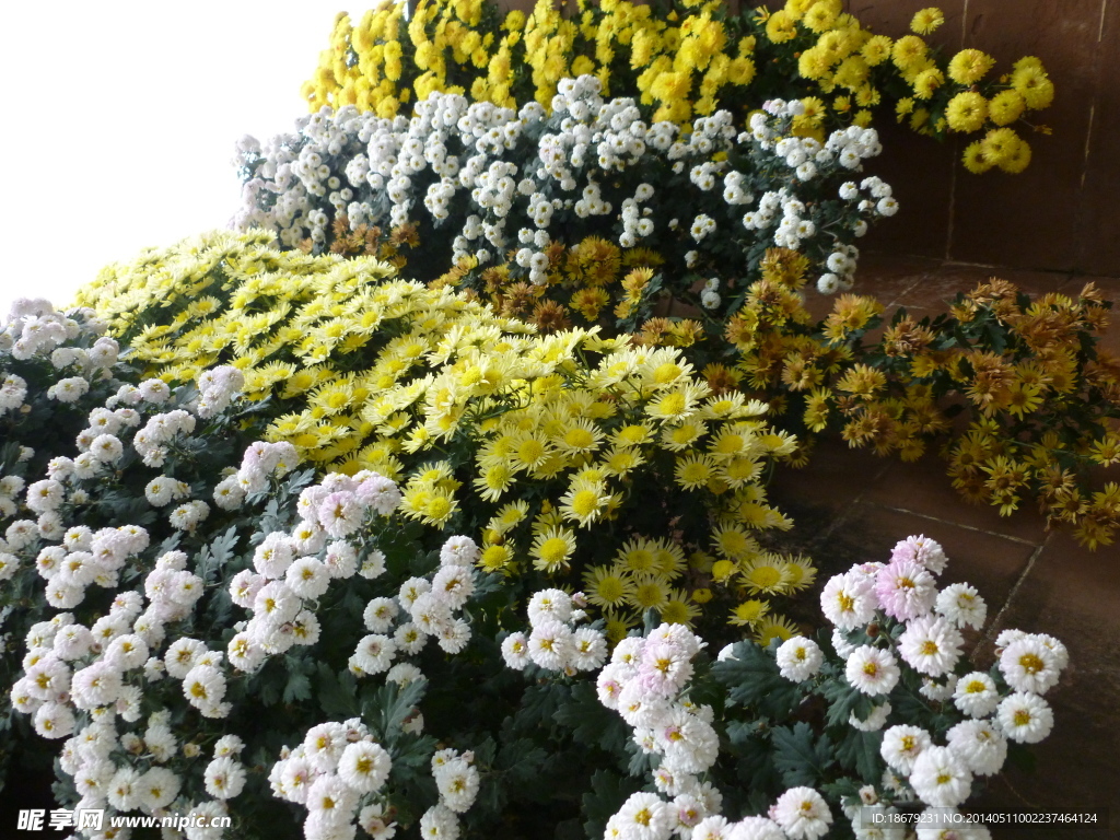 菊花