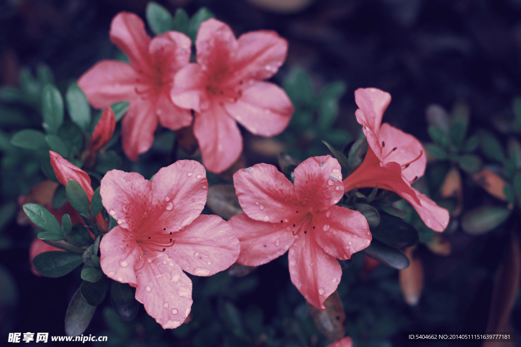 杜鹃花