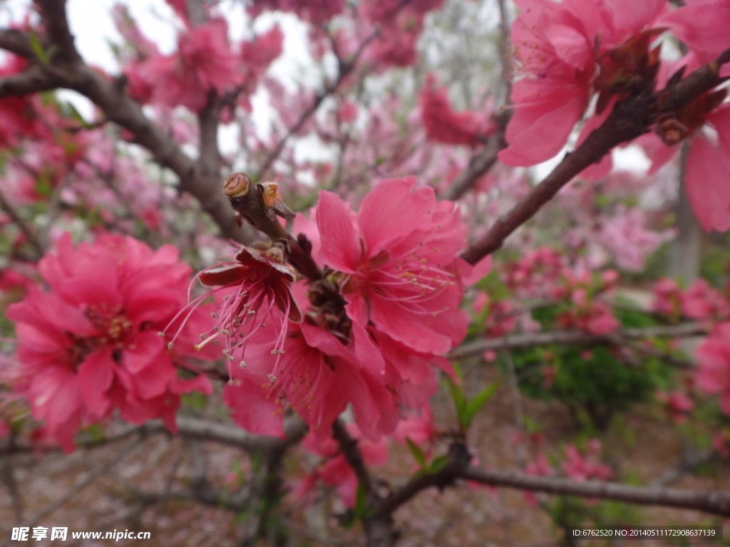 樱花