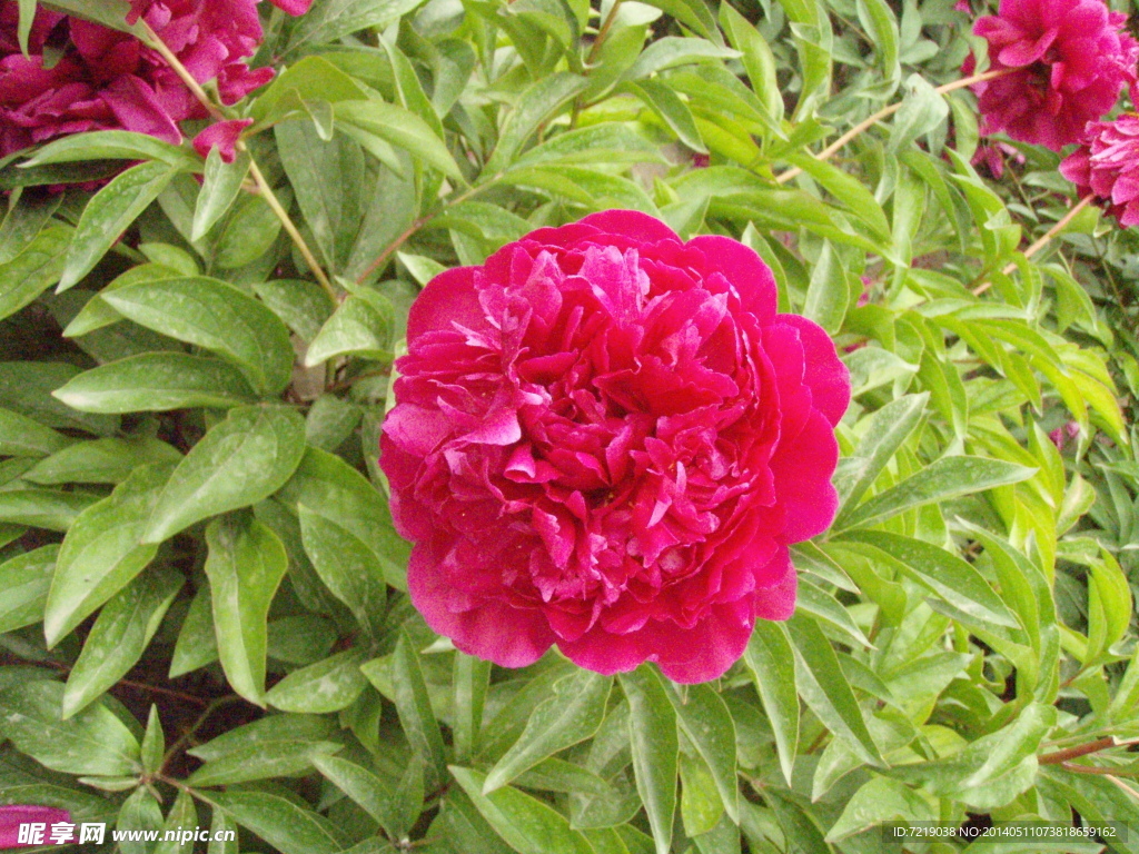 芍药花