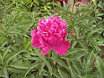 芍药花