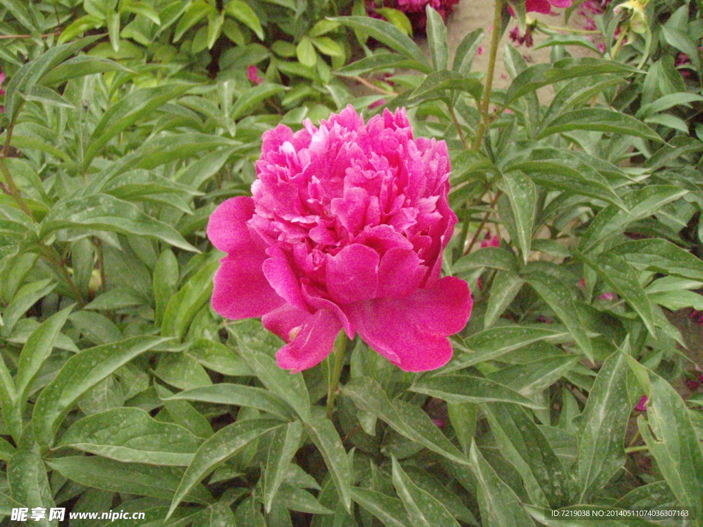芍药花