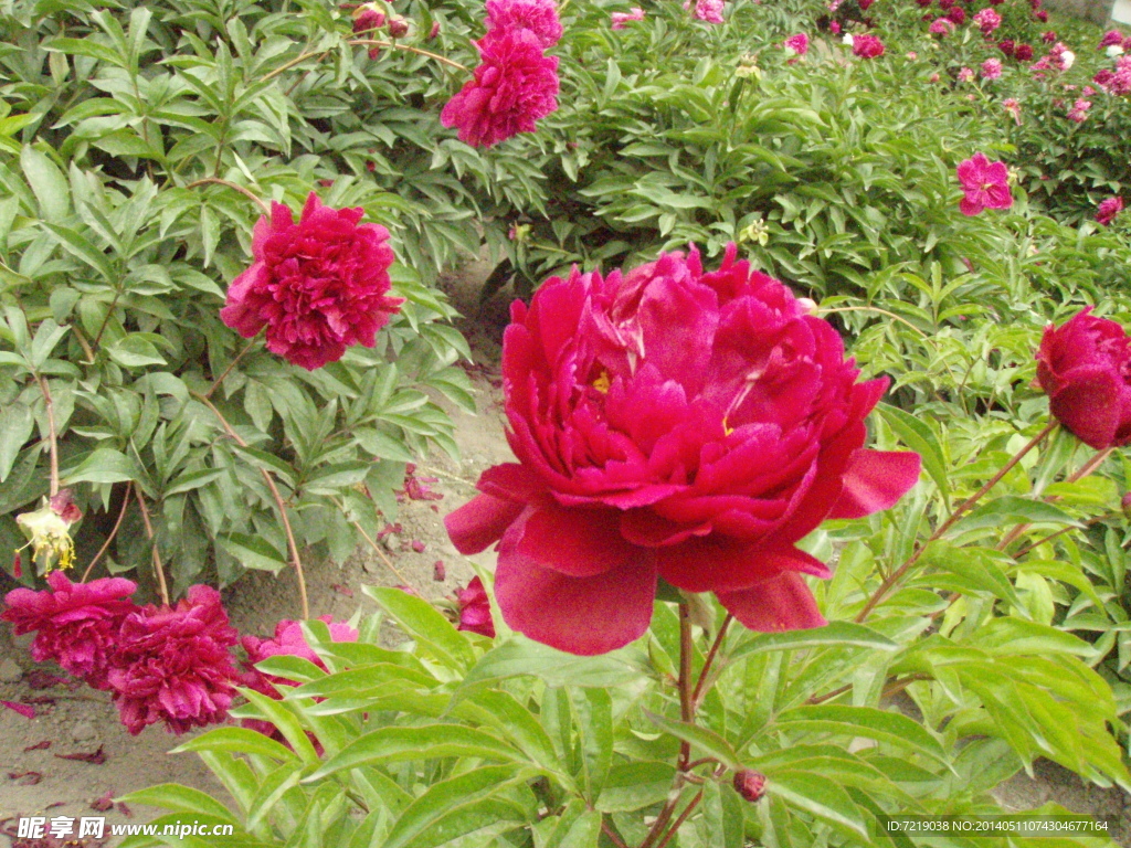 芍药花