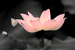 水墨流花