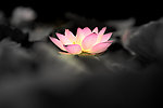 水墨流花