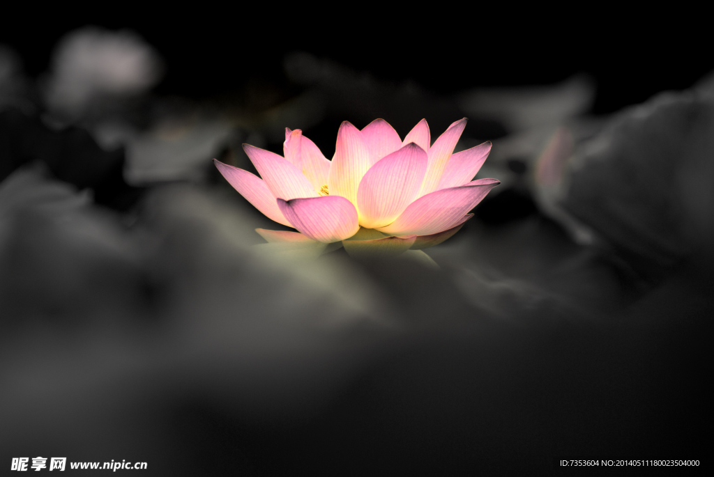 水墨流花
