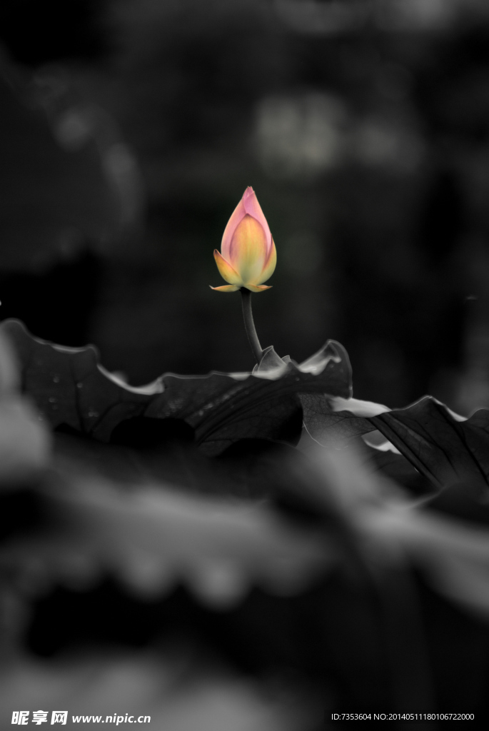 水墨流花
