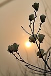 夕阳下的玉兰