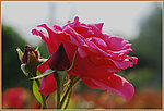 月季花