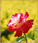 月季花