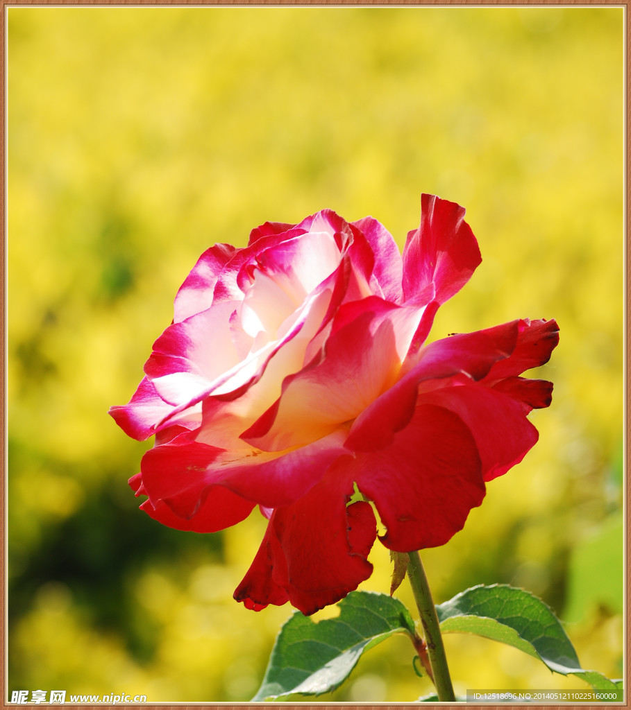 月季花