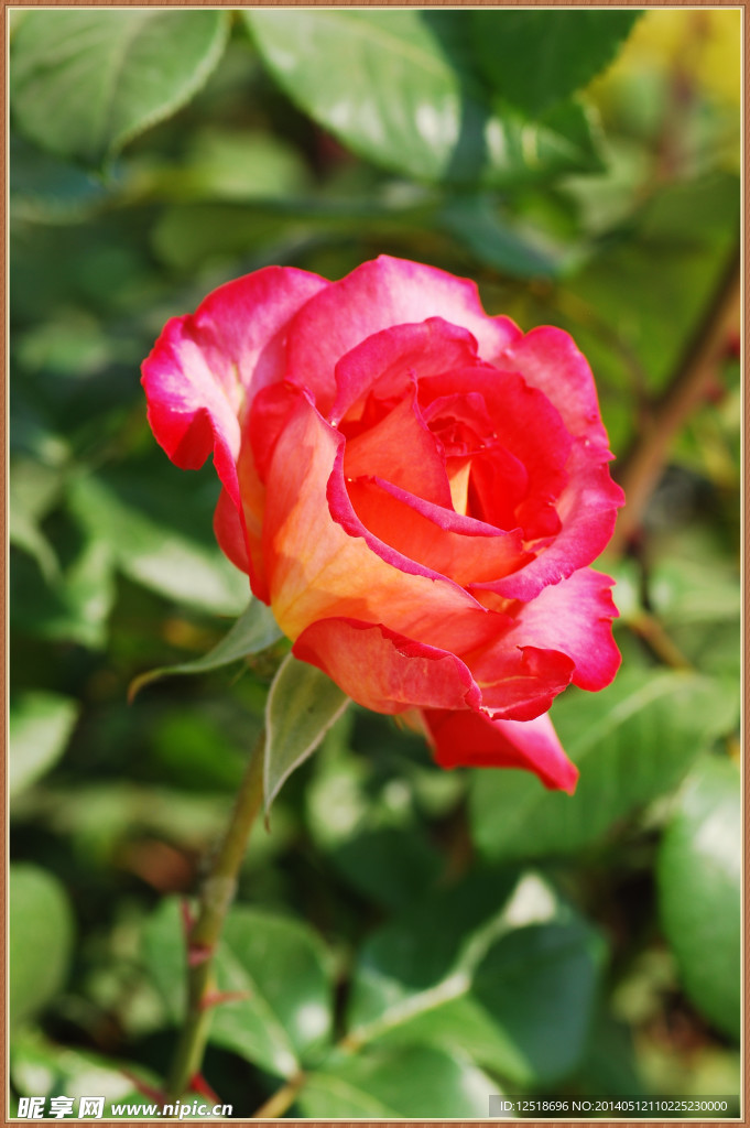 月季花