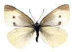 蝴蝶