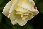 白色月季花