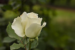 白色月季花