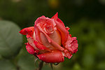 雨中月季花
