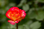 月季花