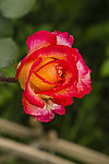 月季花