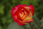 雨中月季花