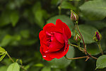 红色月季花