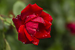 雨中月季花