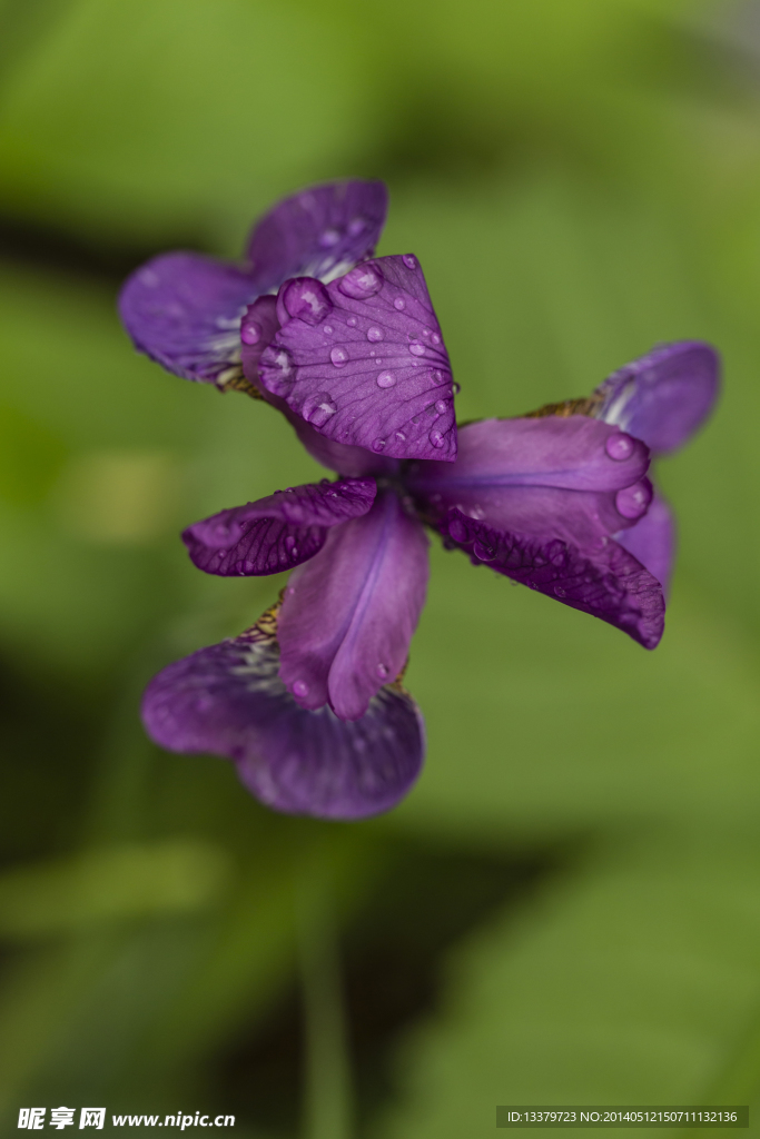 雨中野鸢花