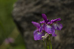 野鸢花