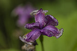 野鸢花