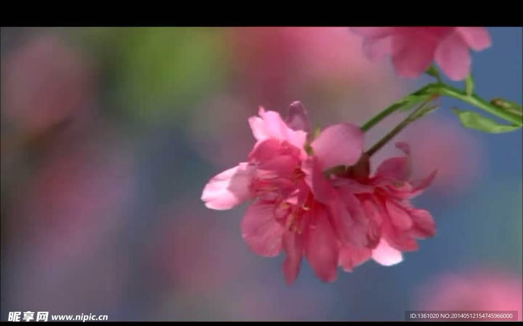 花朵视频素材