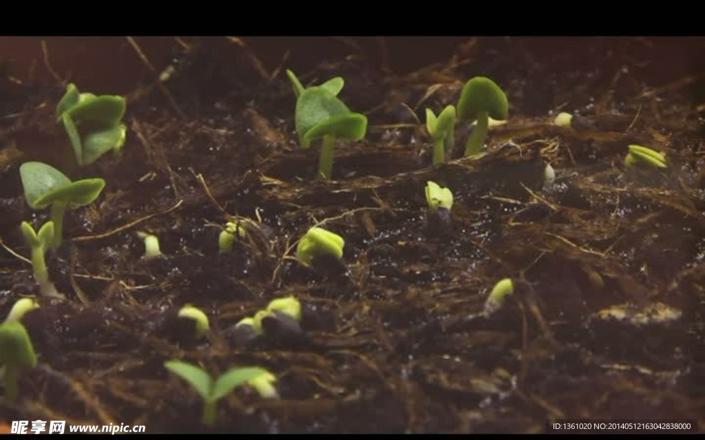 植物发芽生长视频素材