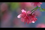 鲜花视频素材